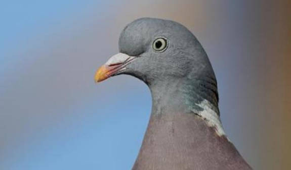 any