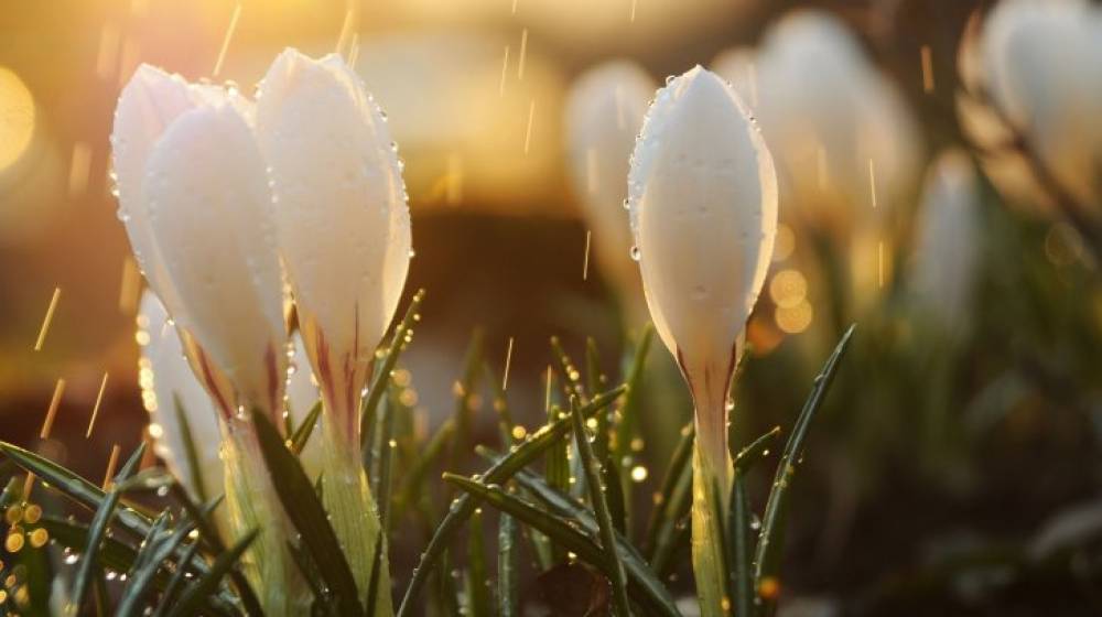 article-image