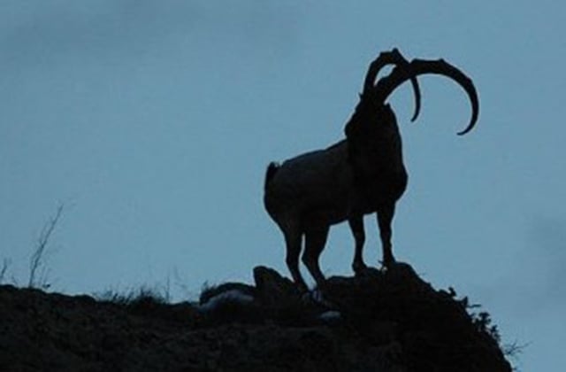 article-image